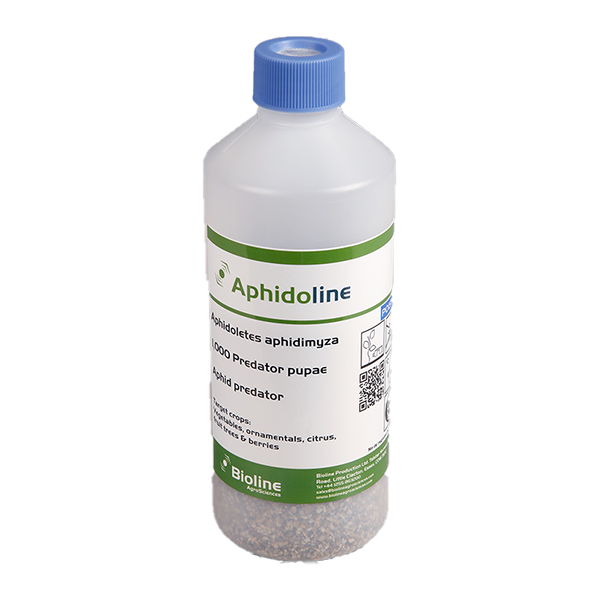 Aphidoline - 1000 pupae per bottle - Biological Control